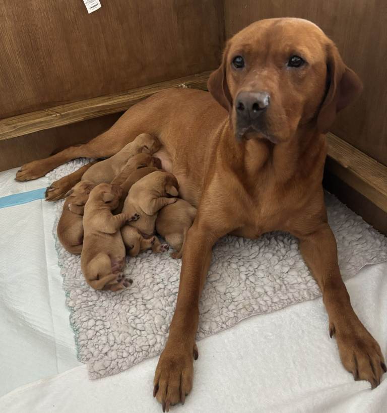 Stunning KC Registered Fox Red Labrador Puppies – Raised in a Vet’s Home