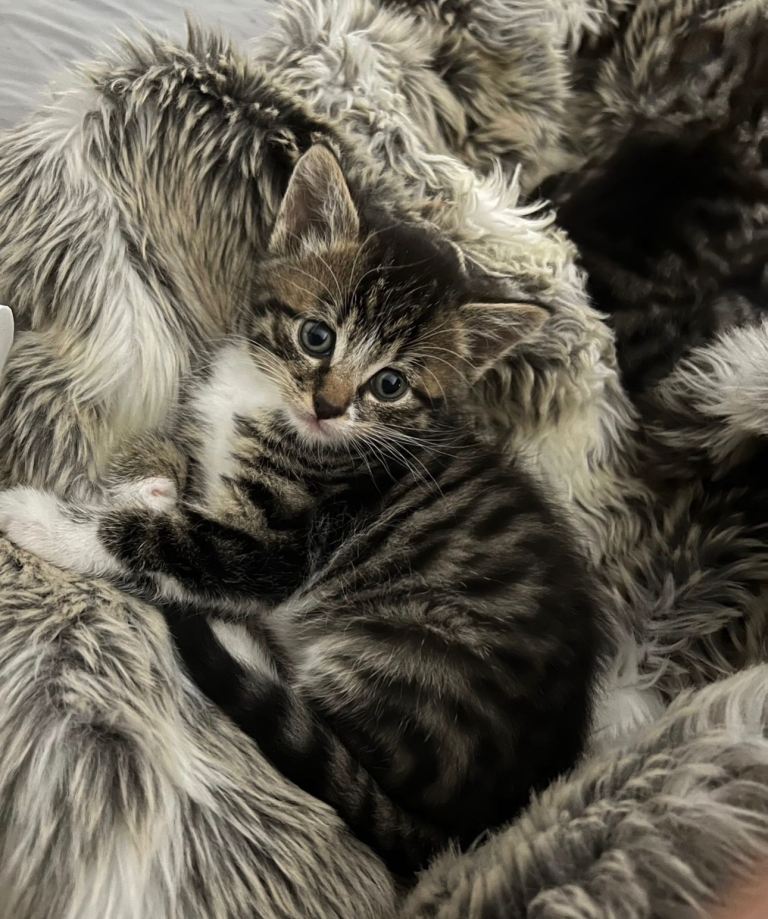 Adorable, Affectionate Young Cat Looking for a Loving Home