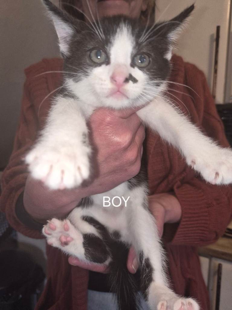 8 week old Kittens