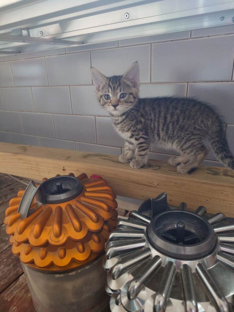 kittens 
