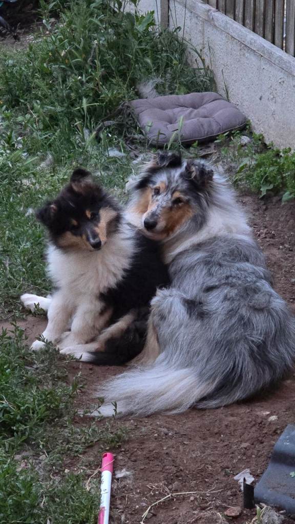 Rough collie puppy