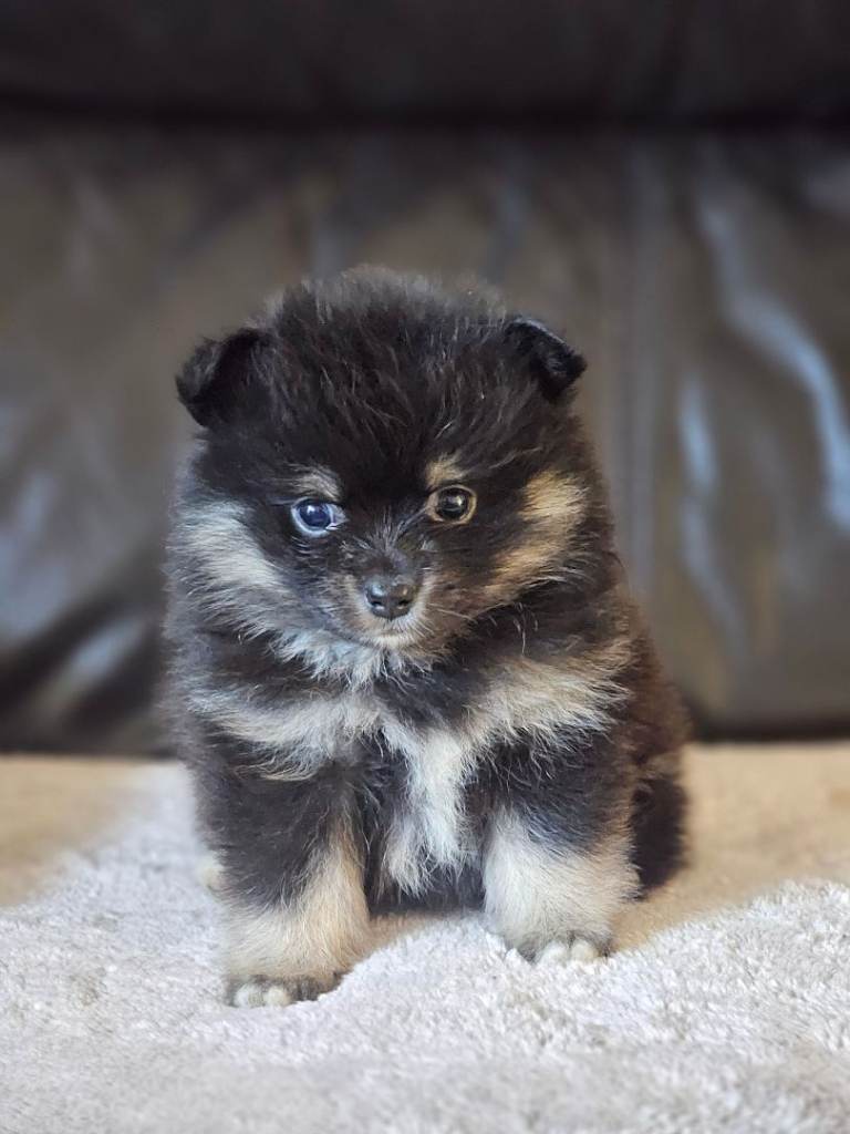 1 pomeranian baby boy