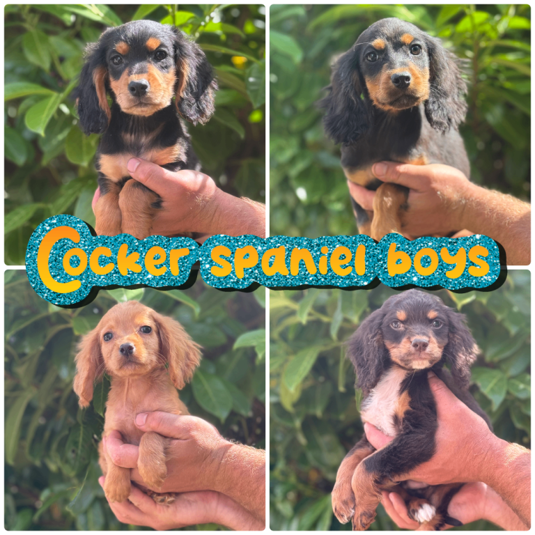 Mixed litter of cocker spaniels 