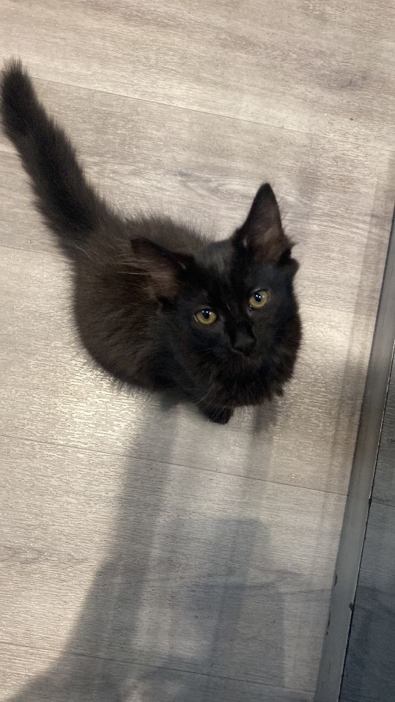Lovely Black Kitten - Ready for a New Home