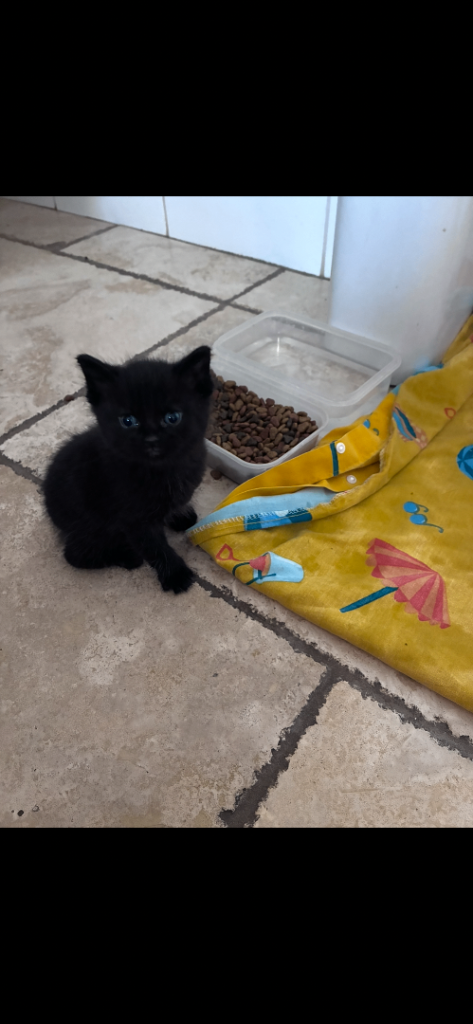 Kittens 