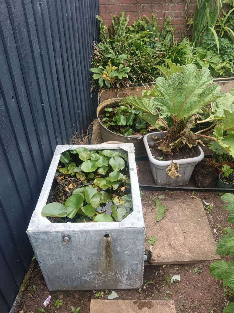 pond plants and lilies