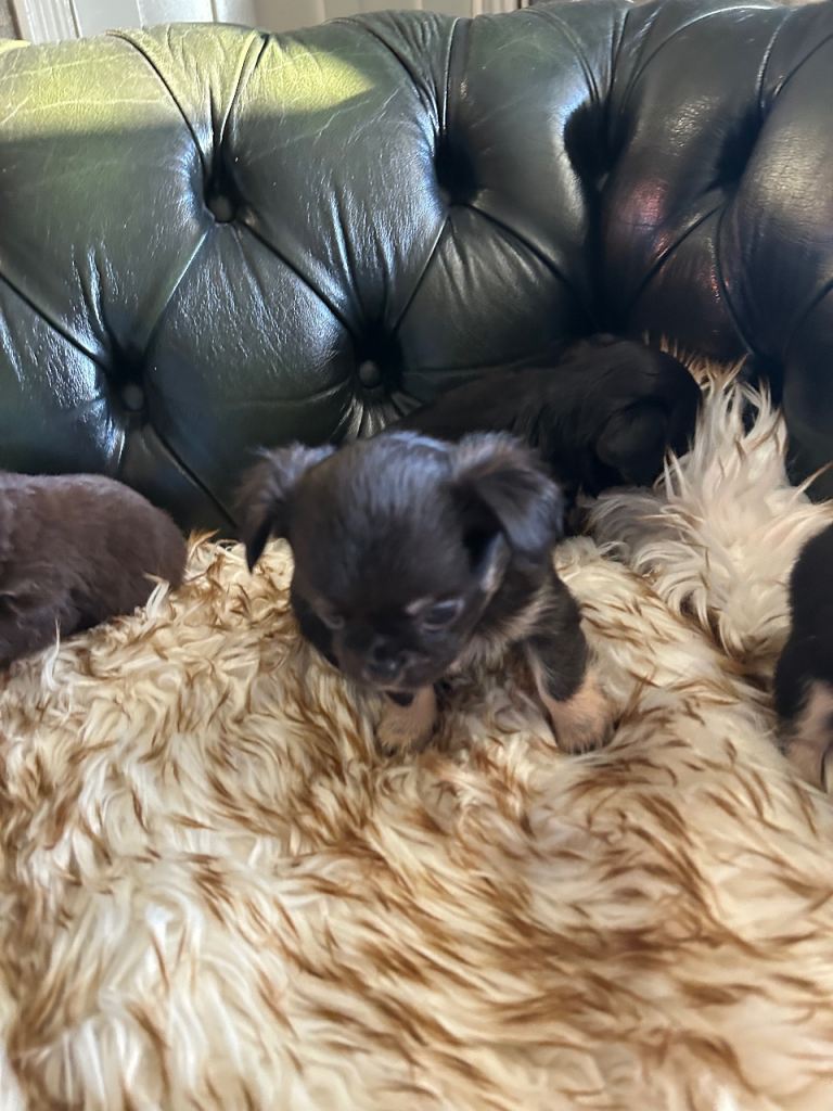 Tea cup chihuahua pups