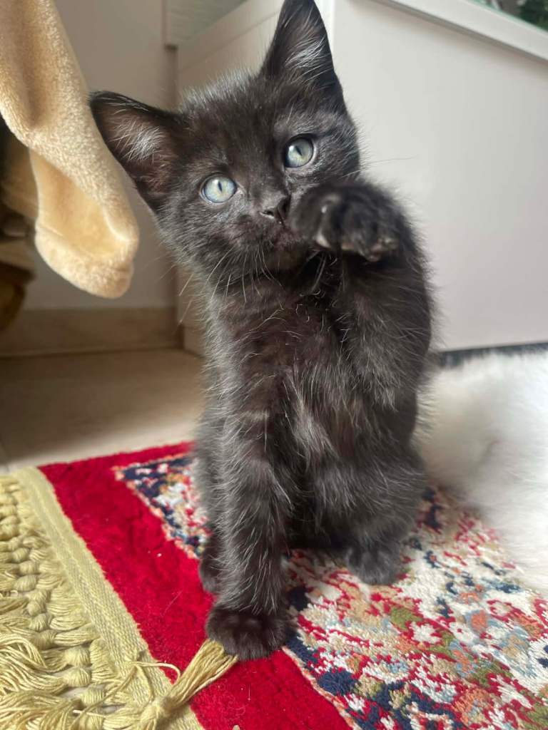 sweet  kitten
