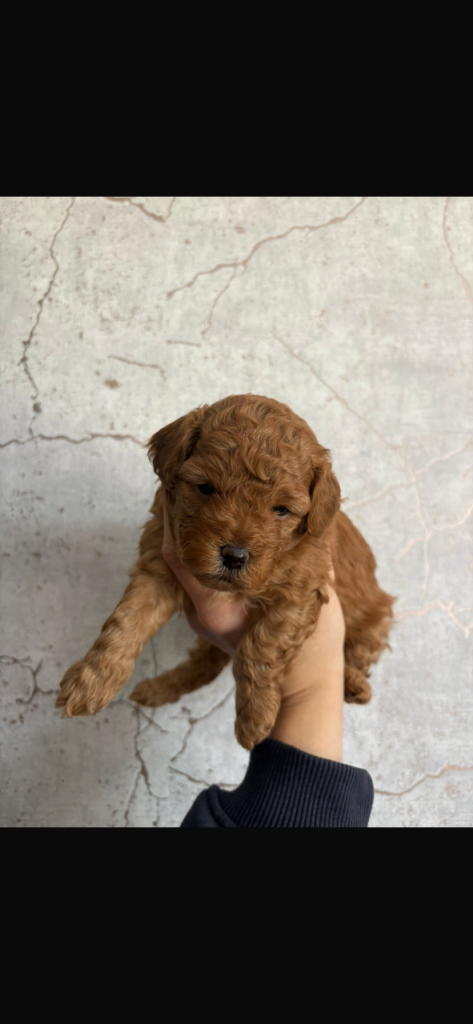 Cavapoochon Puppies 🐶 