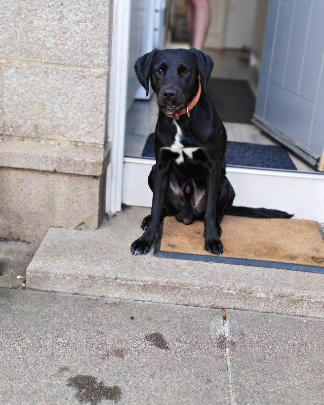 springador 