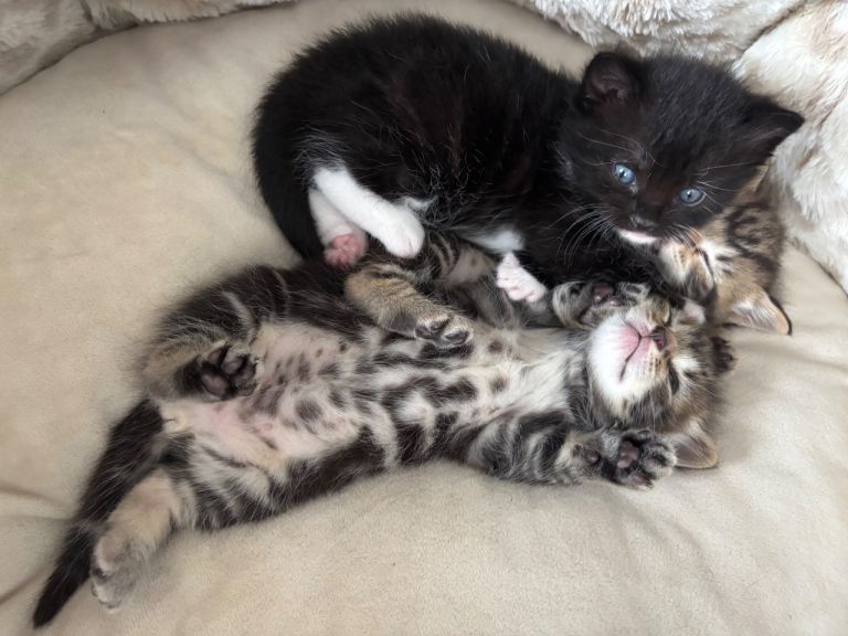 Beautiful kittens