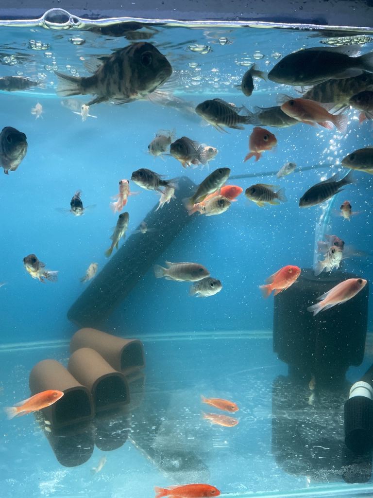 Malawi cichlids 10 for £80 better deals on larger amounts 