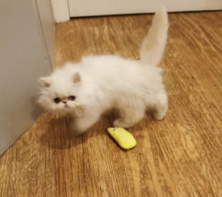Pedigree Persian exotic longhair kitten 