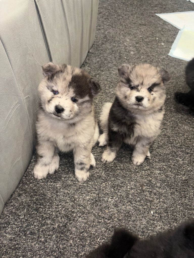 Chow Chow puppies 