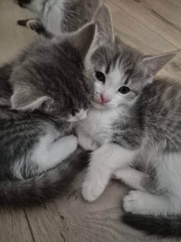 Kittens for sale 8 wks