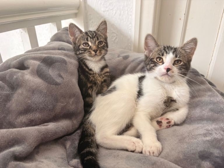 Two beautiful kittens ready to leave (come as a pair)