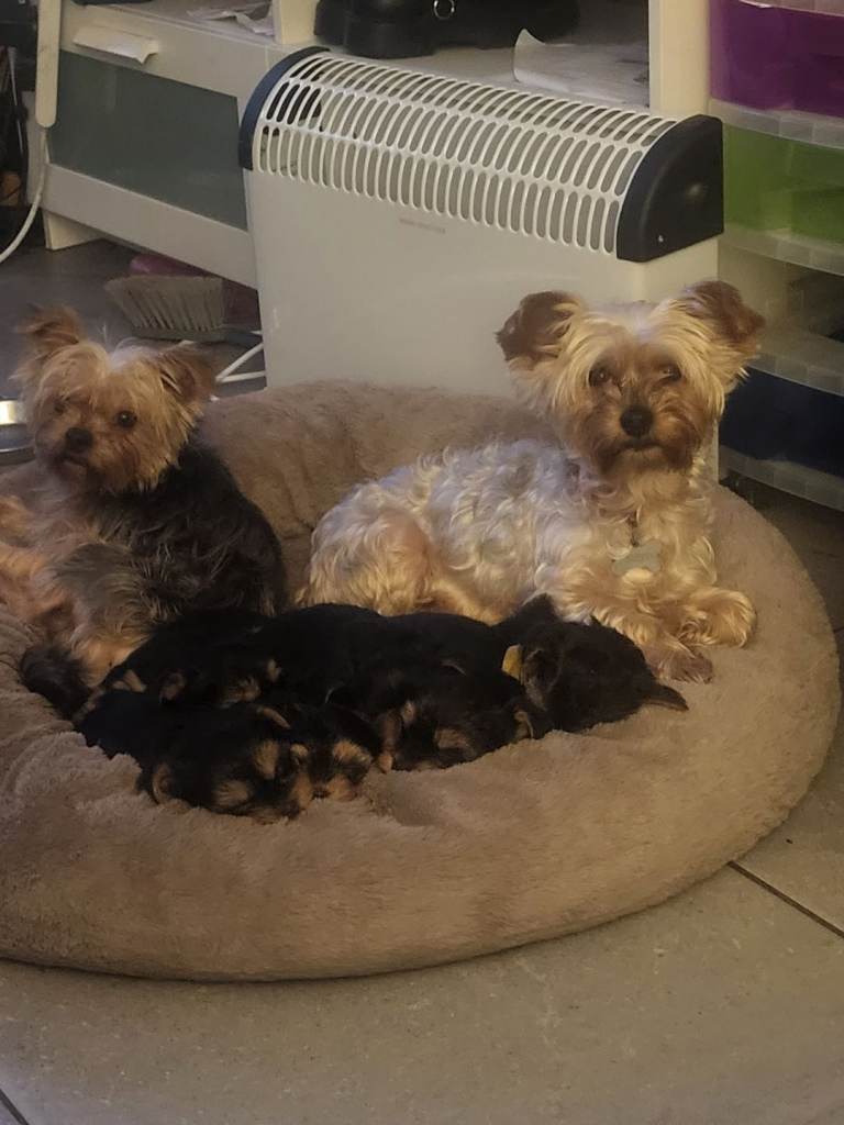 3 Yorkshire terrier puppies 8 weeks old ready to leave now 1st vaccines done