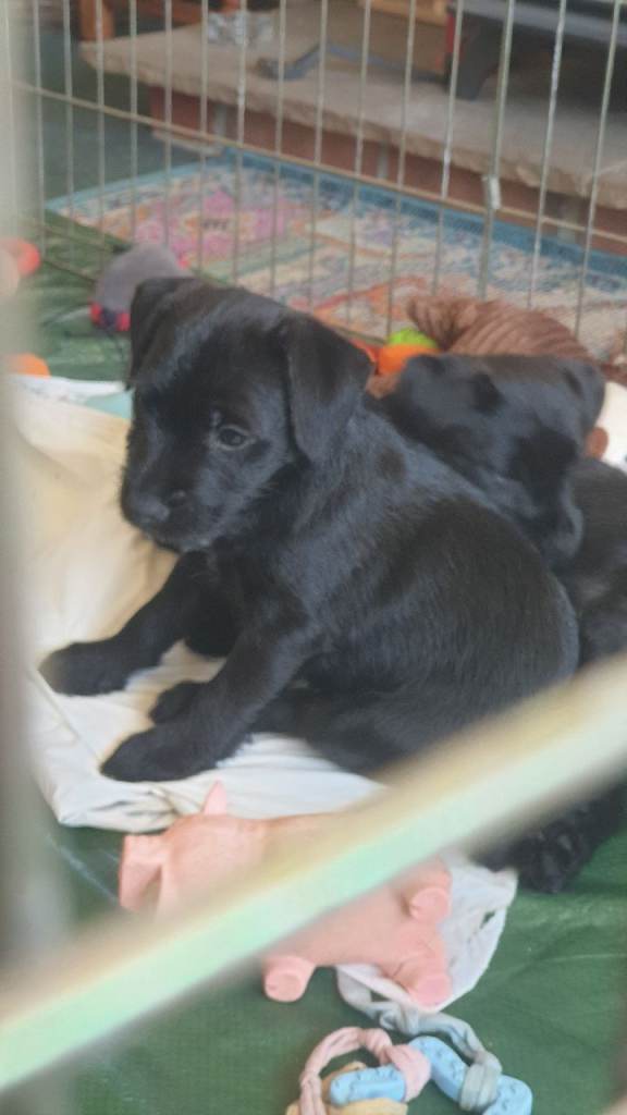 Two female Patterdale mix for sale