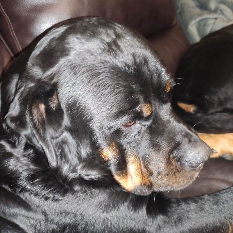 Rottweiler pups 4 months old | in Armagh, County Armagh | Gumtree