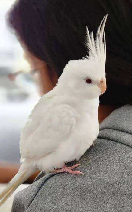 Male cockateil 