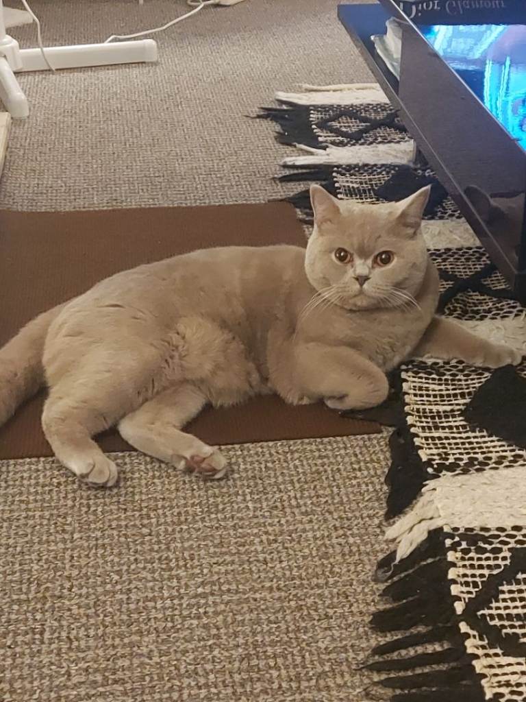 championship bloodline BSH Tica Active Registered