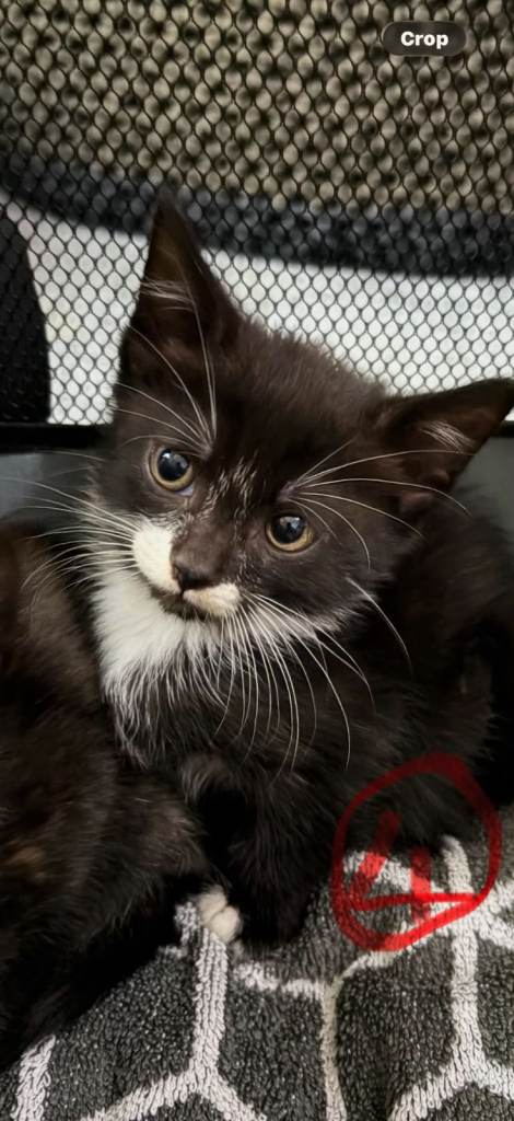 1 adorable kitten for sale ready now born july 22nd litter trained