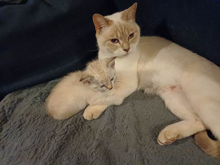 Bengal cross kittens