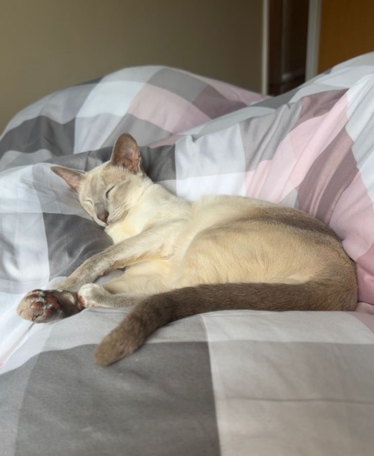 Female siamese cat 