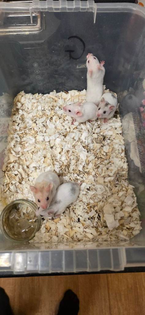 Baby Syrian hamsters ( Ready to go) 