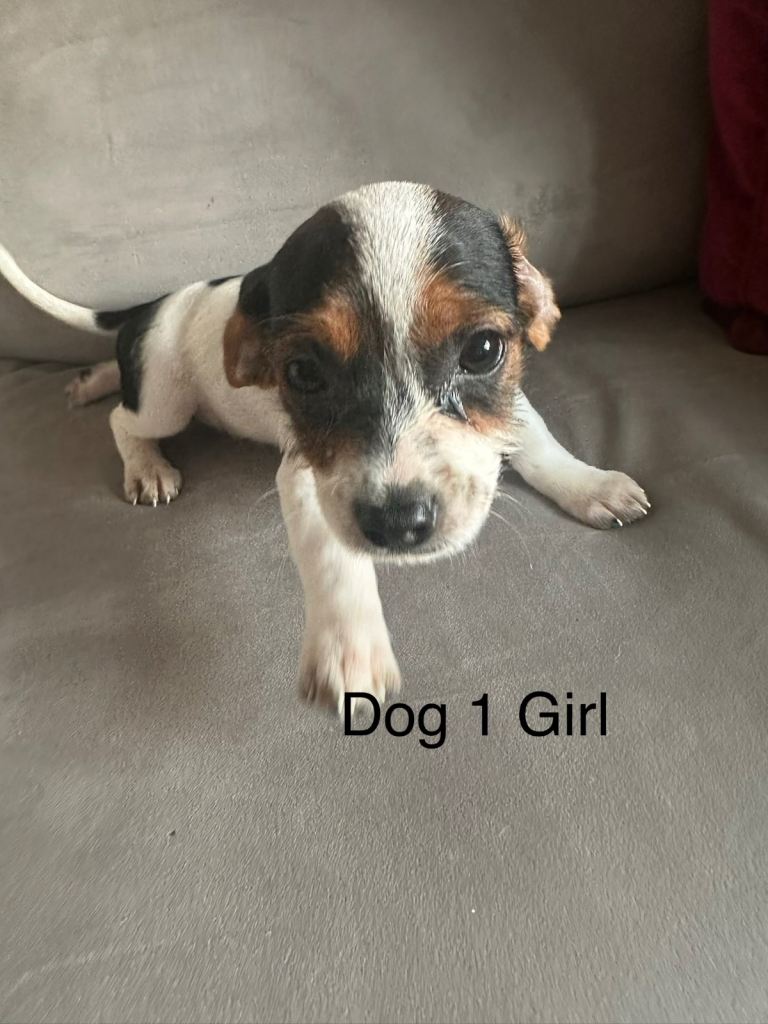  4 Cavajack puppies 13 weeks old
