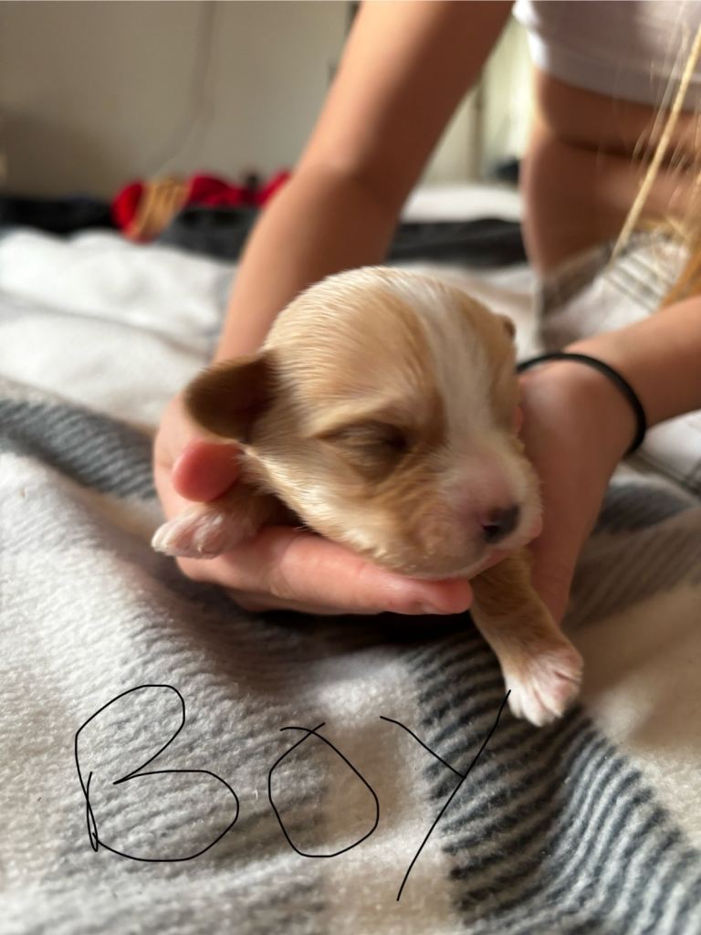 Gorgeous Yorkshire terriers (choco and gold dust)