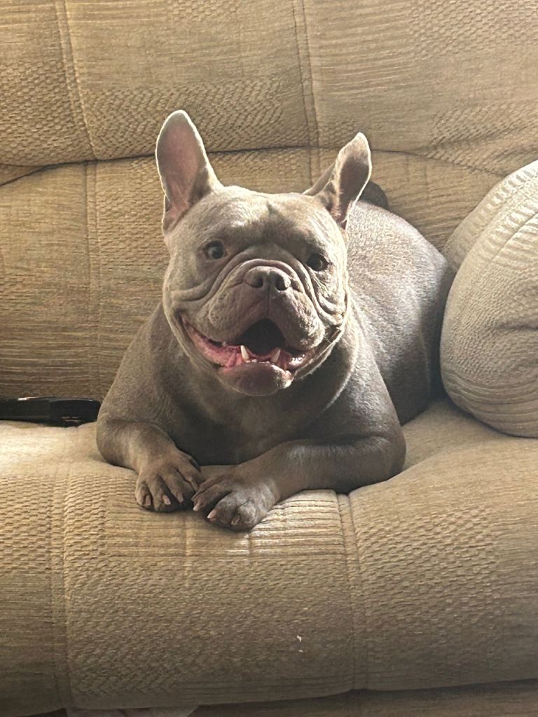 Bull dog cross frenchie 