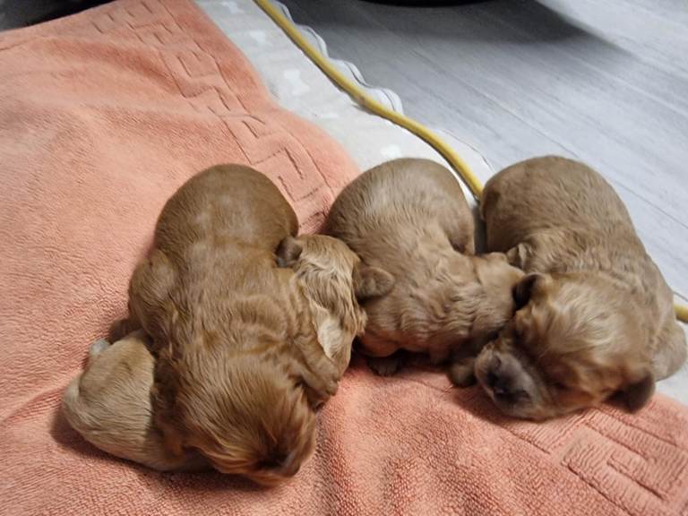 Gorgeous Healthy Cavapoo Puppies