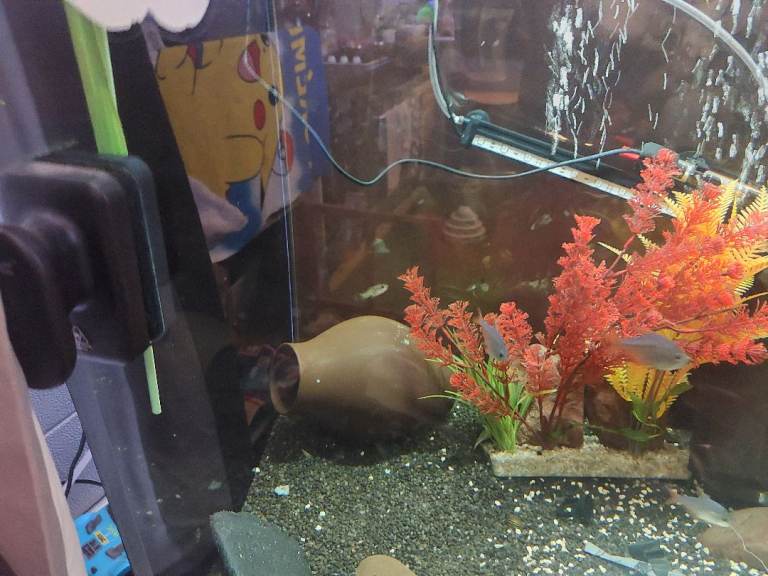 3x2x18 fish tank setup 
