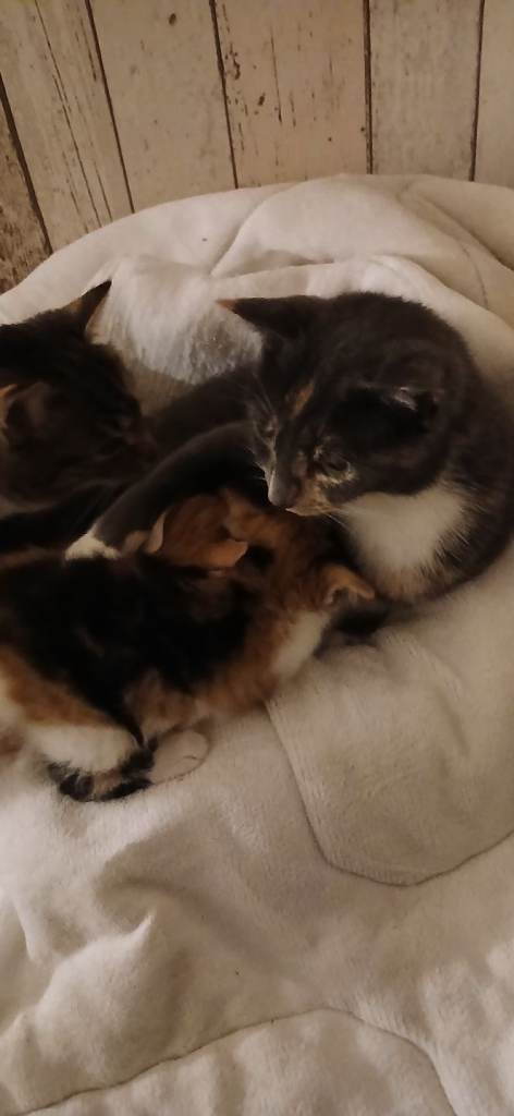 Male and female kittens