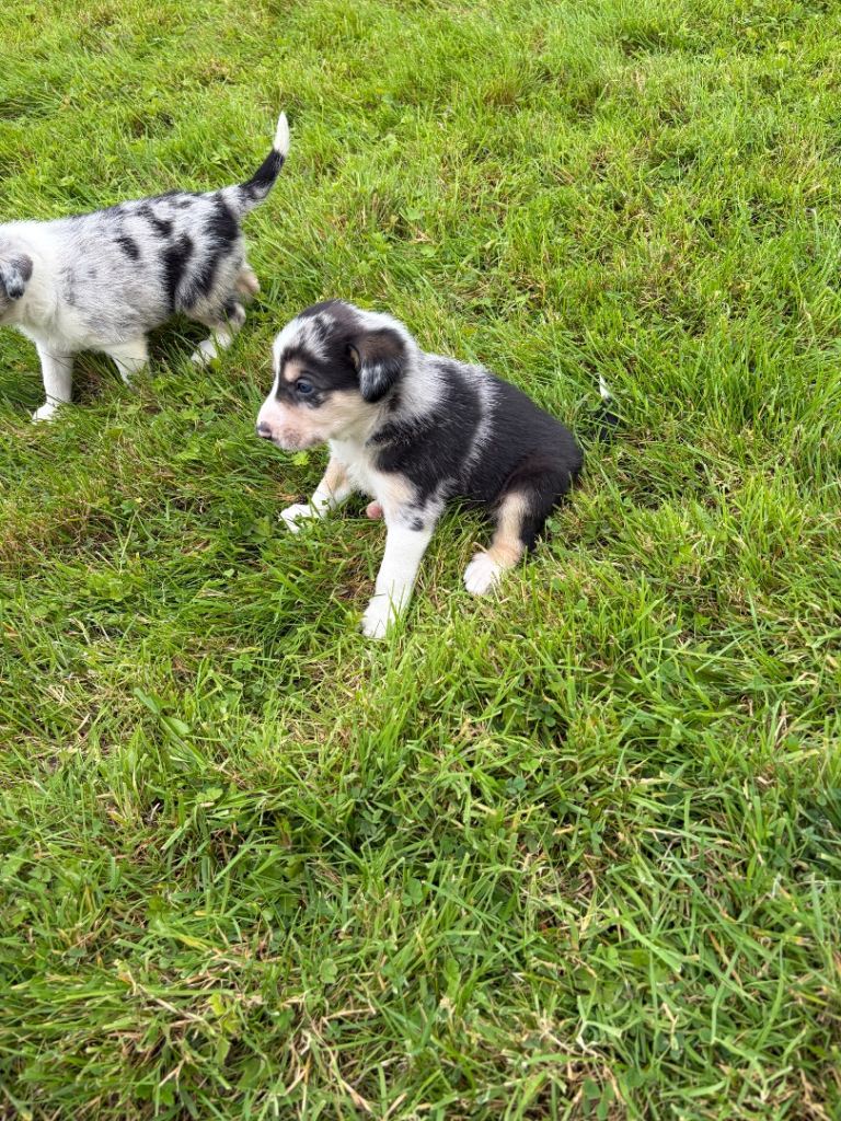 Beautiful blue Merle boy 
