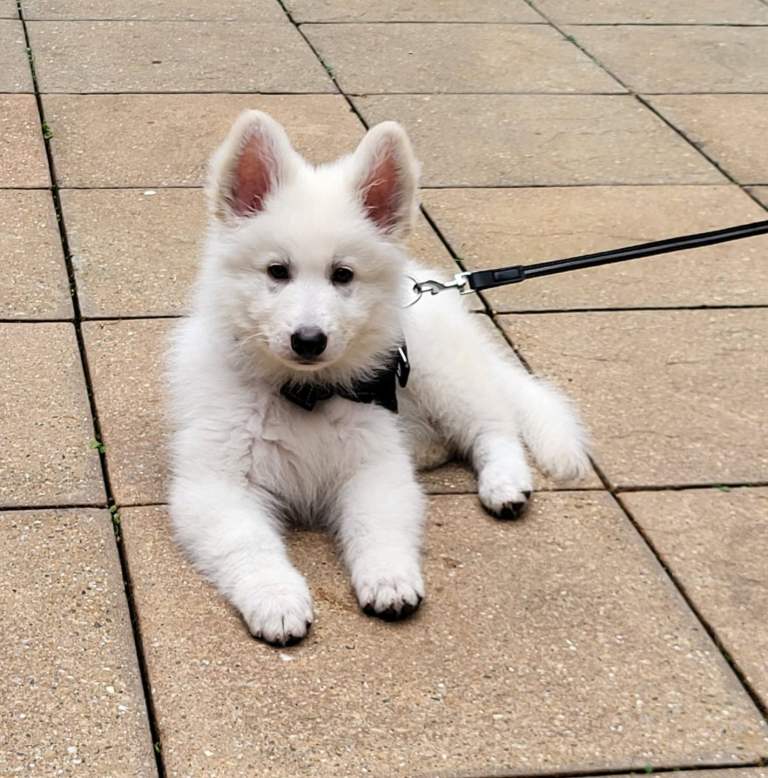 White swiss shepherd 