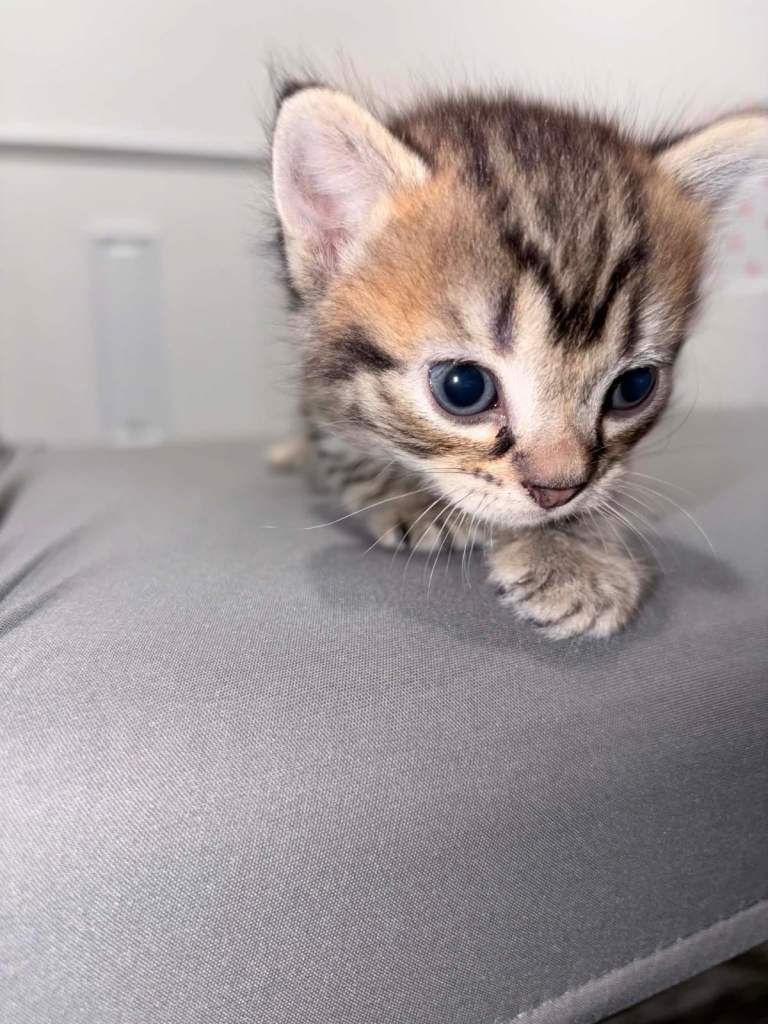 🐾 2 Adorable Kittens Looking for Loving Homes 🩷