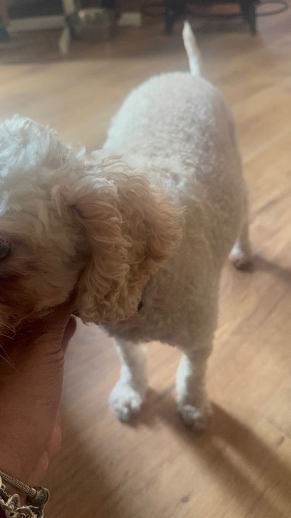 Female poodle 