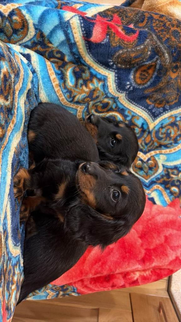 Miniture Dachshund puppies 