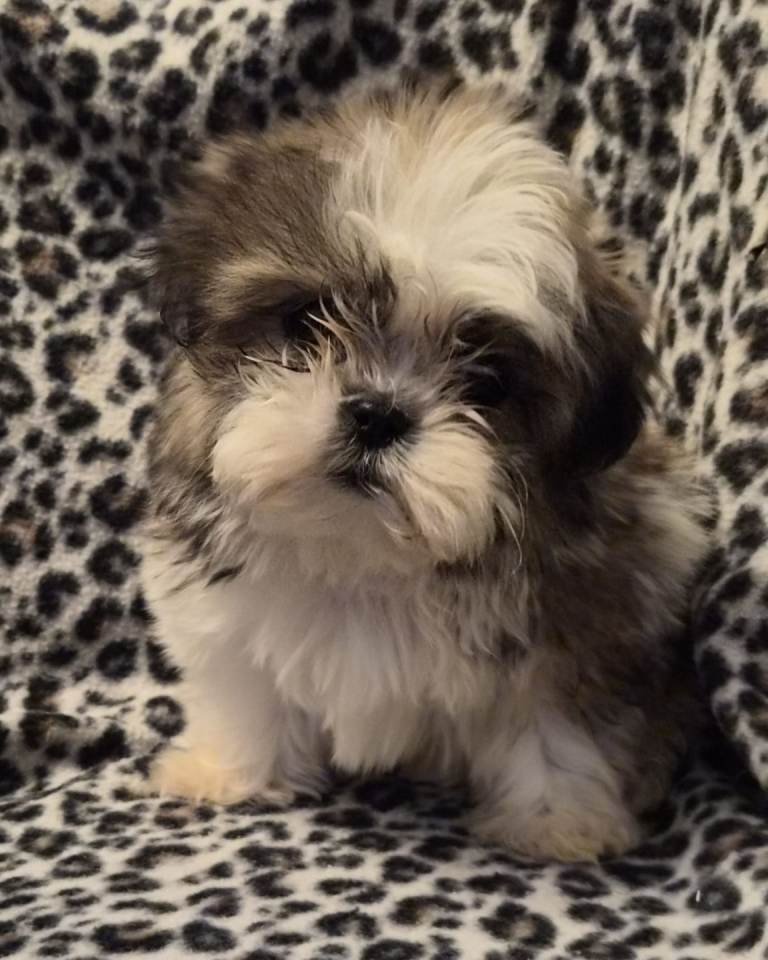 Beautiful Shih Tzu Puppies for Sale