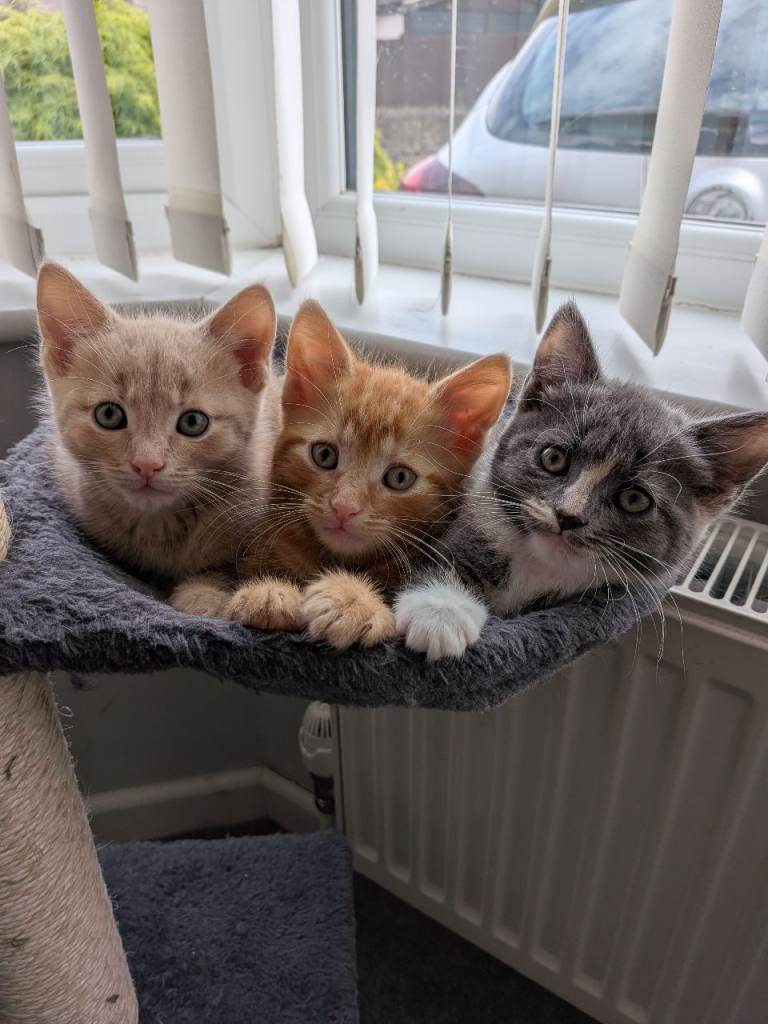 Kittens for sale