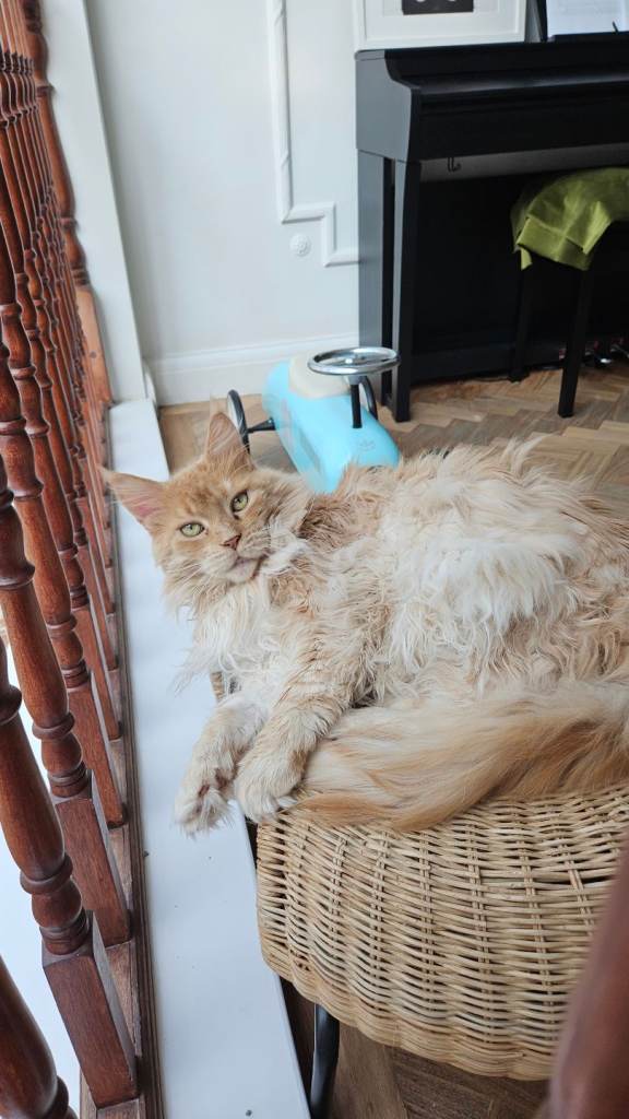 Half Maine Coon/half Ragdoll