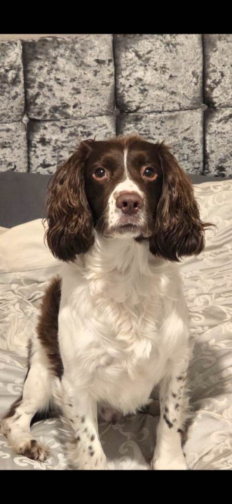 Springer spaniel 