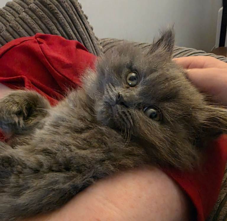 Scottish Straight Fluffy male kitten 