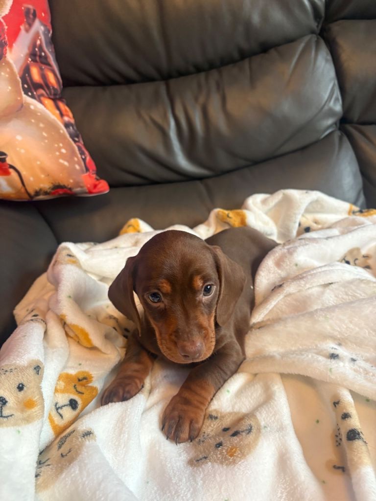 LAST 2 BOYS LEFT PRICE DROP Dachshund pups
