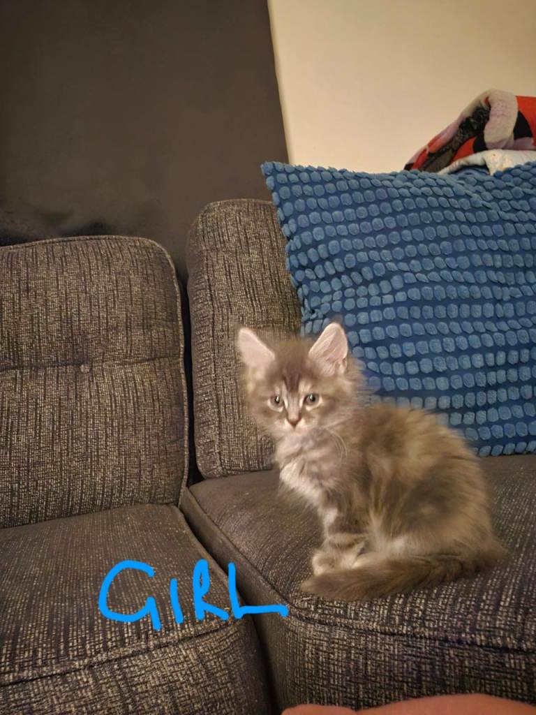 Full breed main coon kittens