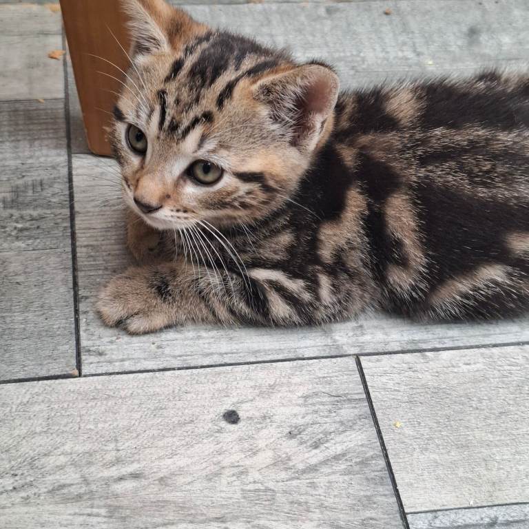 Kitten