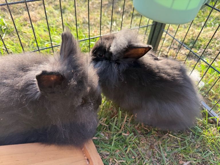 Double maned Lionhead rabbits