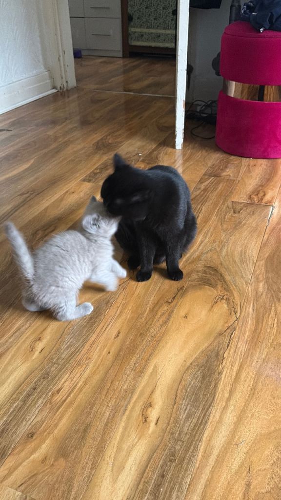 British short hair kittens